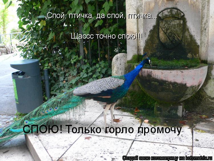 Спой, птичка, да спой, птичка... Щассс точно спою!!! СПОЮ! Только горло промочу... Котоматрица: Спой, птичка, да спой, птичка... Щассс точно спою!!! СПОЮ! Только горло промочу