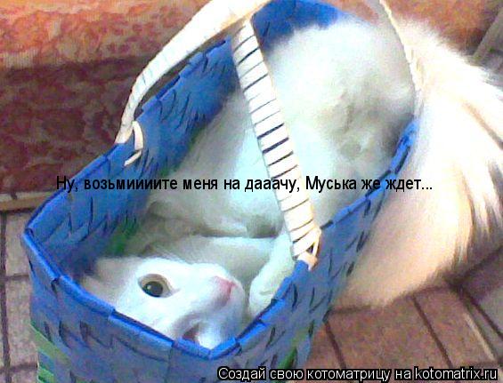 Ну, возьмиииите меня на дааачу, Муська же ждет... Ну, возьмиииите меня на дааачу, Муська же ждет...... Котоматрица: Ну, возьмиииите меня на дааачу, Муська же ждет... Ну, возьмиииите меня на дааачу, Муська же ждет...