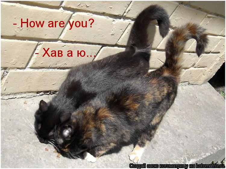 - How are you? - Хав а ю...... Котоматрица: - How are you? - Хав а ю...