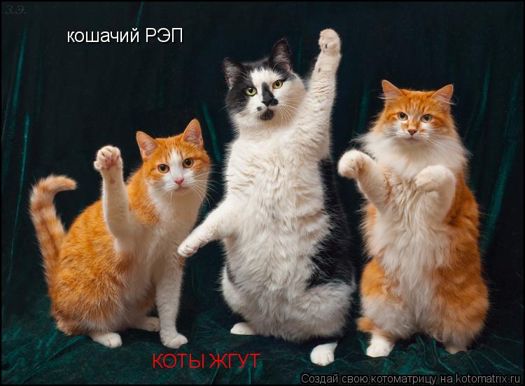 кошачий РЭП КОТЫ ЖГУТ... Котоматрица: кошачий РЭП КОТЫ ЖГУТ