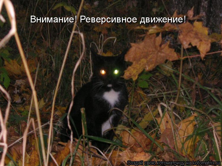 Внимание! Реверсивное движение!... Котоматрица: Внимание! Реверсивное движение!