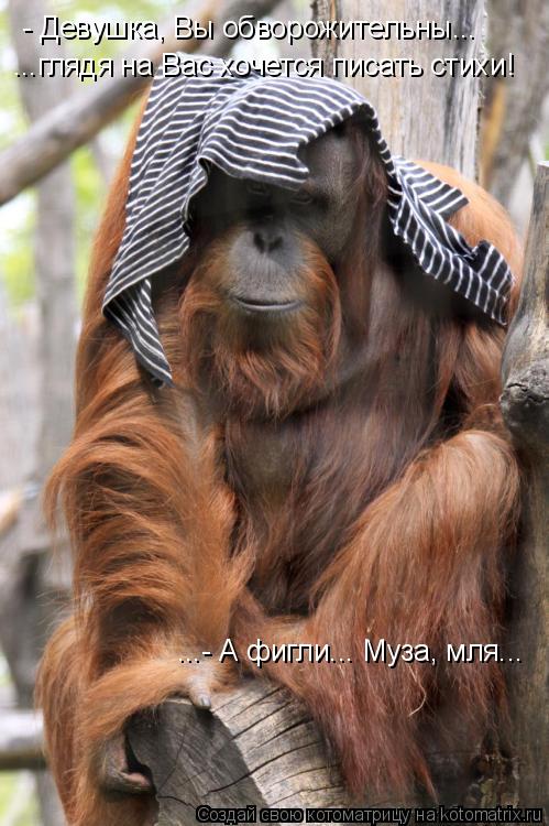 Котоматрица: - Девушка, Вы обворожительны... ...глядя на Вас хочется писать стихи! ...- А фигли... Муза, мля...