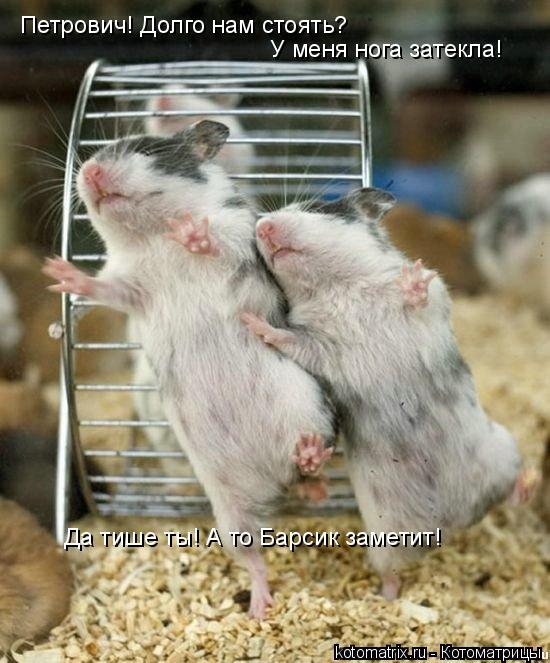 Котоматрица: Петрович! Долго нам стоять?  У меня нога затекла! Да тише ты! А то Барсик заметит!