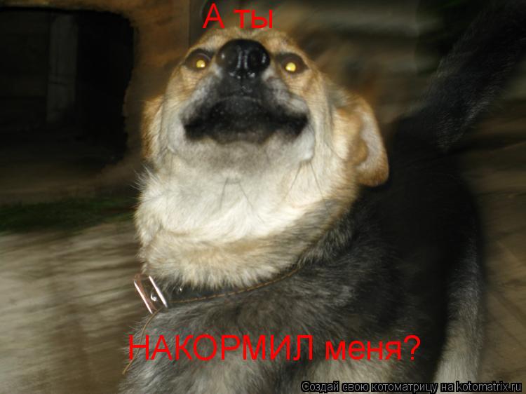 Котоматрица: А ты НАКОРМИЛ меня?