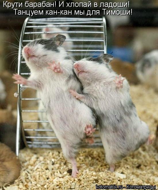 Котоматрица: Крути барабан! И хлопай в ладоши! Танцуем кан-кан мы для Тимоши!