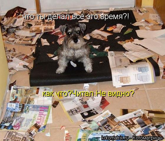 Котоматрица: что ты делал всё это время?! как что?Читал.Не видно?