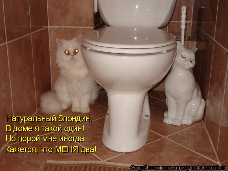 Котоматрица: Натуральный блондин, В доме я такой один! Но порой мне иногда Кажется, что МЕНЯ два!