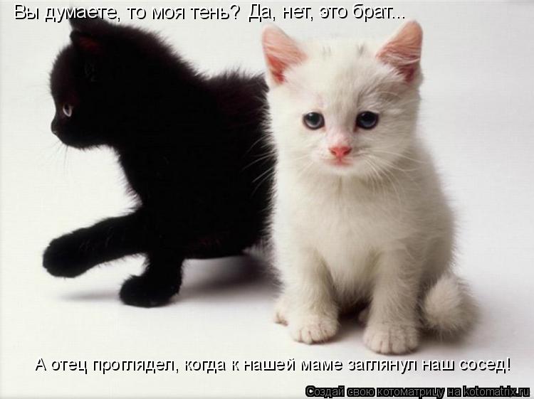 Котоматрица: Вы думаете, то моя тень? Да, нет, это брат... А отец проглядел, когда к нашей маме заглянул наш сосед!