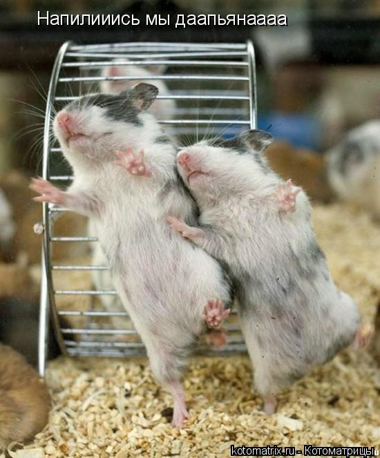 Котоматрица: Напилииись мы даапьянаааа