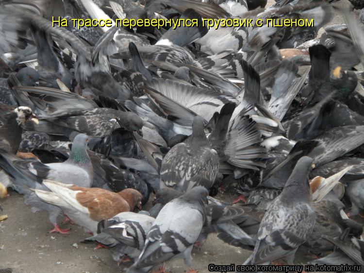 Котоматрица: На трассе перевернулся грузовик с пшеном