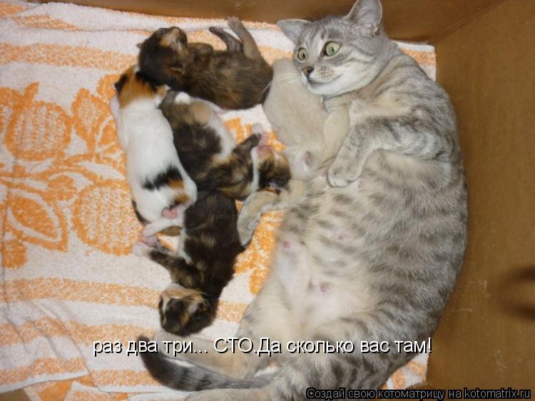 Котоматрица: раз два три... СТО.Да сколько вас там!