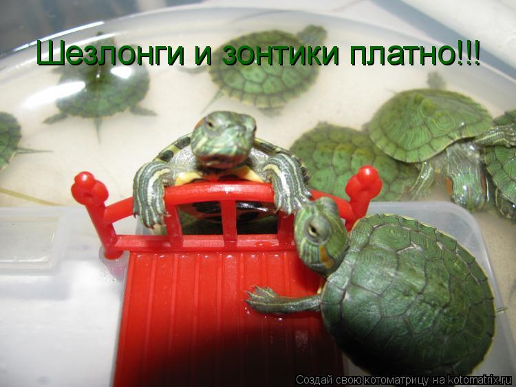 Котоматрица: Шезлонги и зонтики платно!!!