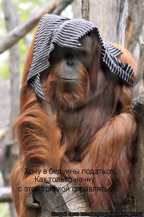 Котоматрица: Хочу в бедуины податься, Как только начну  с этой тряпкой справляться.