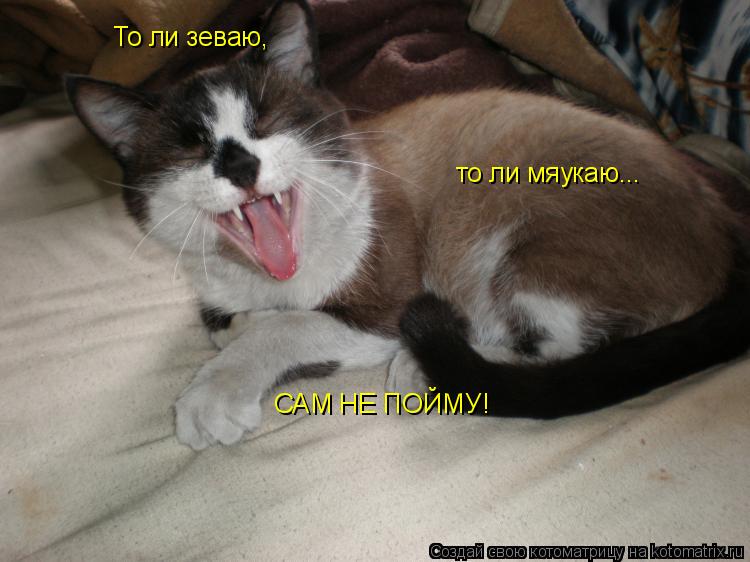Котоматрица: То ли зеваю, то ли мяукаю... САМ НЕ ПОЙМУ!