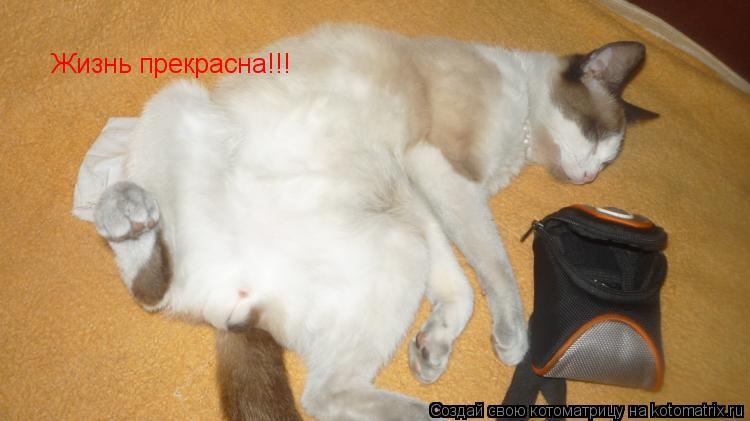 Котоматрица: Жизнь прекрасна!!!