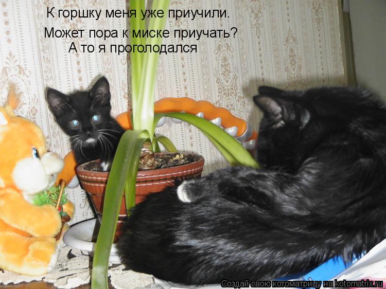 Котоматрица: К горшку меня уже приучили. Может пора к миске приучать? А то я проголодался