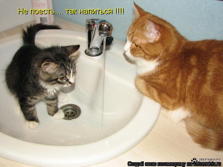 Котоматрица: Не поесть.... так напиться !!!!