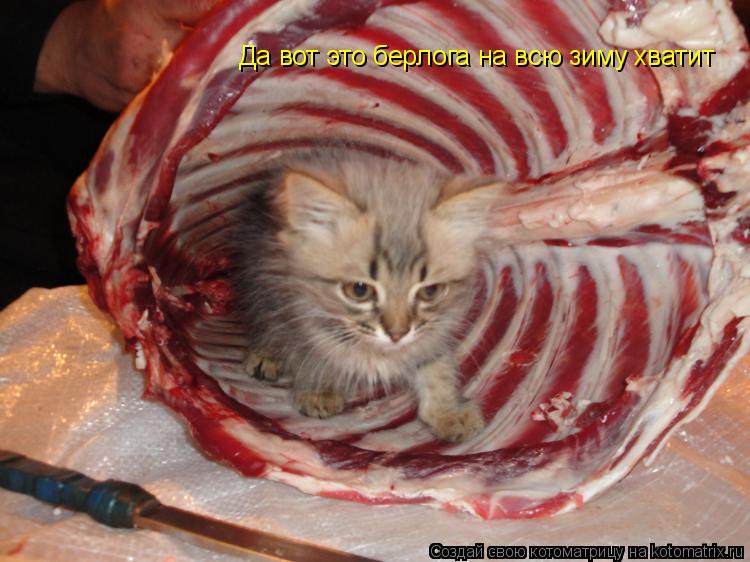 Котоматрица: Да вот это берлога на всю зиму хватит