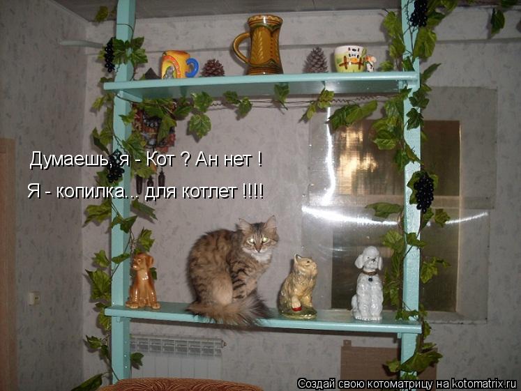 Котоматрица: Думаешь, я - Кот ? Ан нет ! Я - копилка... для котлет !!!!