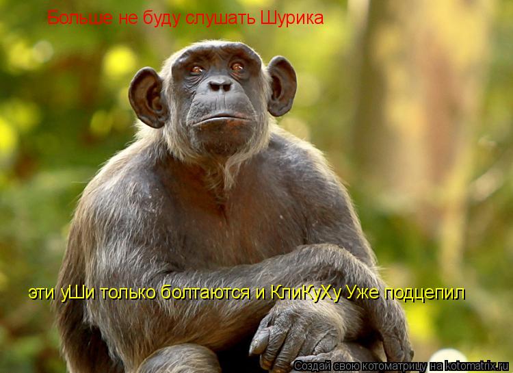 Котоматрица: Больше не буду слушать Шурика  эти уШи только болтаются и КлиКуХу Уже подцепил