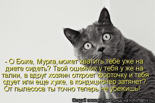 Котоматрица: - О Боже, Мурка,может хватить тебе уже на диете сидеть? Твой ошейник у тебя у же на  талии, а вдруг хозяин откроет форточку и тебя сдует или еще