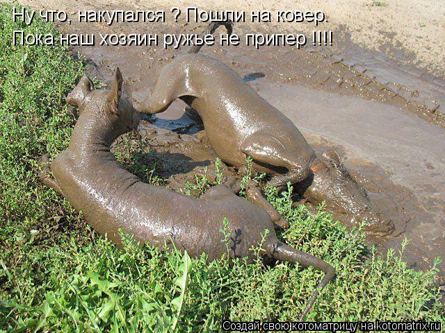 Котоматрица: Ну что, накупался ? Пошли на ковер. Пока наш хозяин ружье не припер !!!!