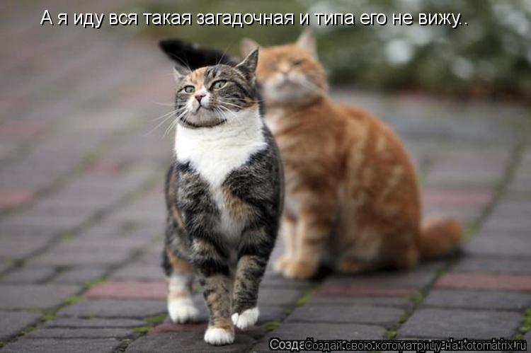 Котоматрица: А я иду вся такая загадочная и типа его не вижу..