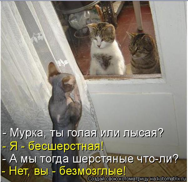- А мы тогда шерстяные что-ли? - Мурка, ты голая или лысая? - Я - бесшерстная! - Нет, вы - безмозглые... Котоматрица: - А мы тогда шерстяные что-ли? - Мурка, ты голая или лысая? - Я - бесшерстная! - Нет, вы - безмозглые!
