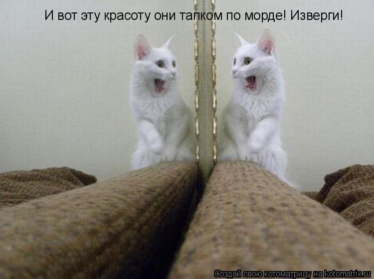 Котоматрица: И вот эту красоту они тапком по морде! Изверги!