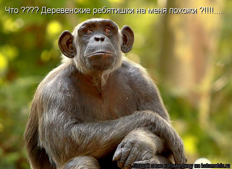 Котоматрица: Что ???? Деревенские ребятишки на меня похожи ?!!!!....