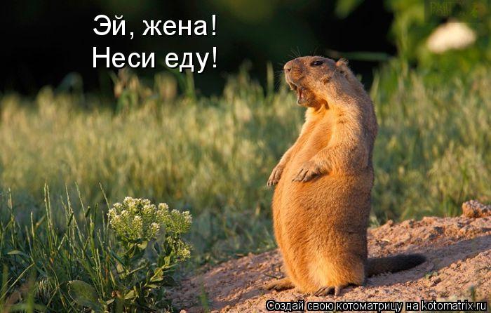 Котоматрица: Эй, жена! Неси еду!