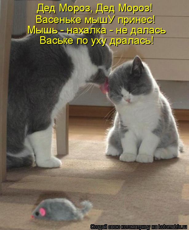 Котоматрица: Дед Мороз, Дед Мороз!  Васеньке мышУ принес! Мышь - нахалка - не далась Ваське по уху дралась!