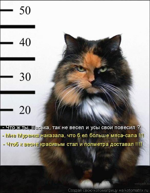 Котоматрица: - Что ж ты, Васька, так не весел и усы свои повесил ? - Мне Муренка наказала, что б ел больше мяса-сала !!! - Чтоб к весне красивым стал и полметра 