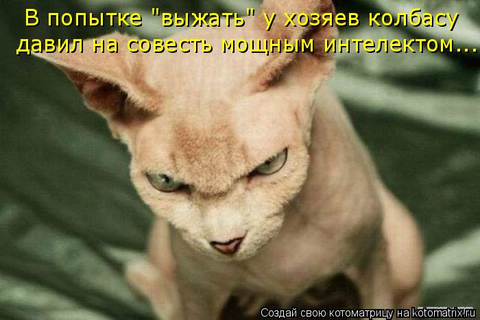 Котоматрица: В попытке "выжать" у хозяев колбасу  давил на совесть мощным интелектом...