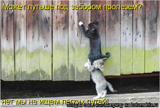 Котоматрица: Может лутьше под забором пролезем? нет мы не ищем лёгких путей!