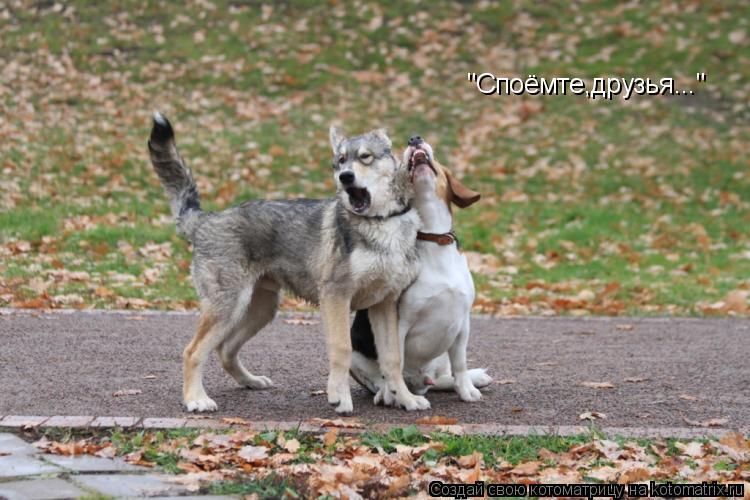 Котоматрица: "Споёмте,друзья..."