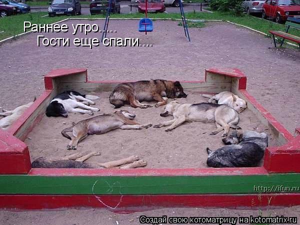 Котоматрица: Раннее утро..... Гости еще спали....
