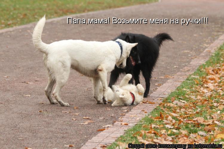 Котоматрица: Папа,мама! Возьмите меня на ручки!!!