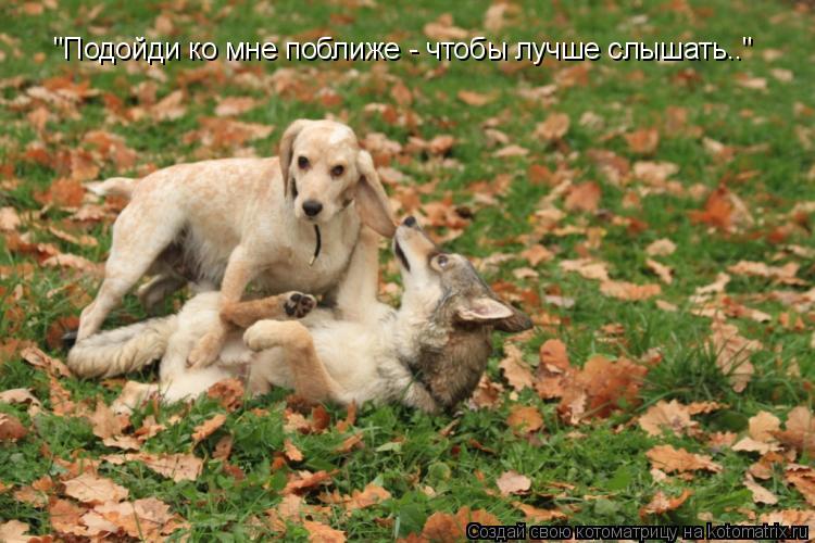 Котоматрица: "Подойди ко мне поближе - чтобы лучше слышать.."