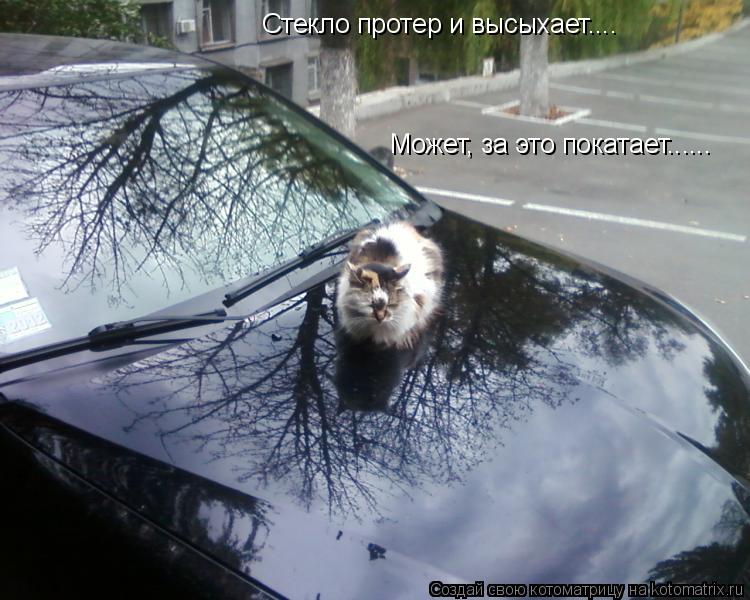 Котоматрица: Стекло протер и высыхает.... Может, за это покатает......