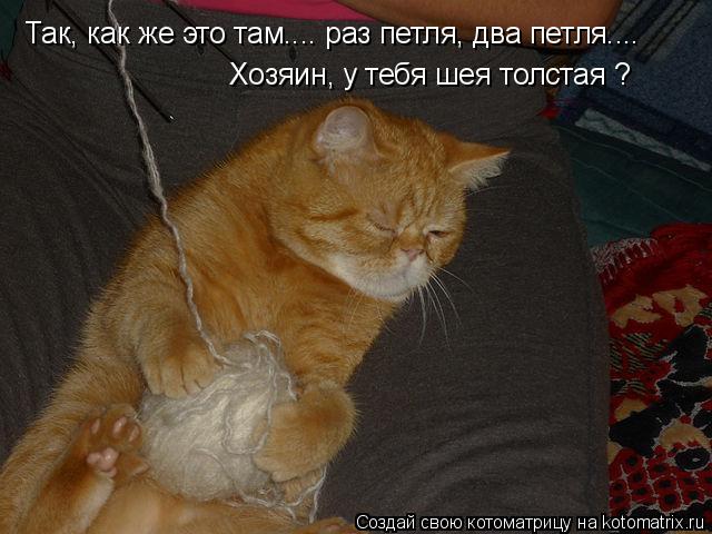 Котоматрица: Так, как же это там.... раз петля, два петля.... Хозяин, у тебя шея толстая ?