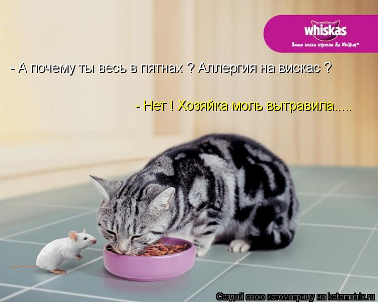 Котоматрица: - А почему ты весь в пятнах ? Аллергия на вискас ? - Нет ! Хозяйка моль вытравила.....