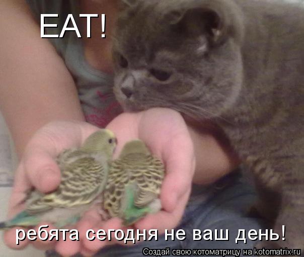 Котоматрица: EAT! ребята сегодня не ваш день!