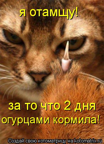 Котоматрица: я отамщу! за то что 2 дня  огурцами кормила!