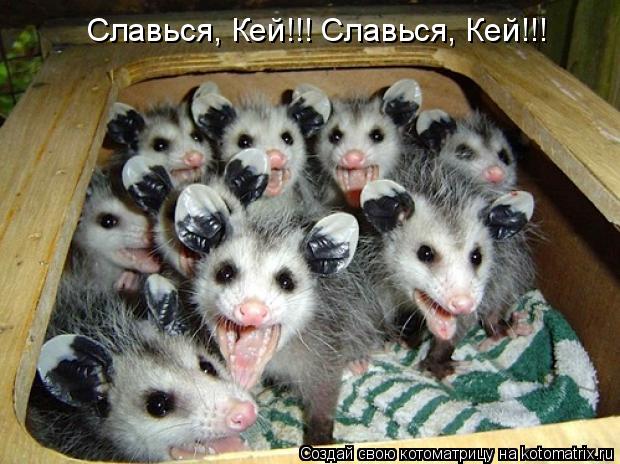 Котоматрица: Славься, Кей!!! Славься, Кей!!!