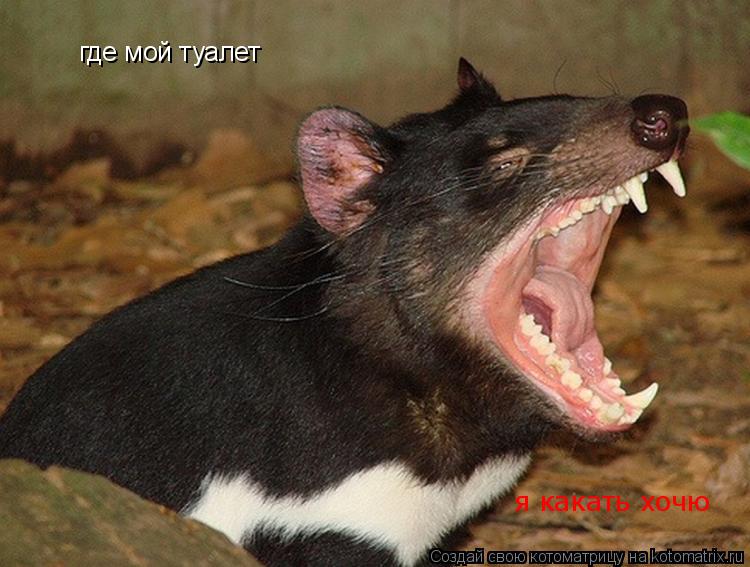 Котоматрица: где мой туалет я какать хочю