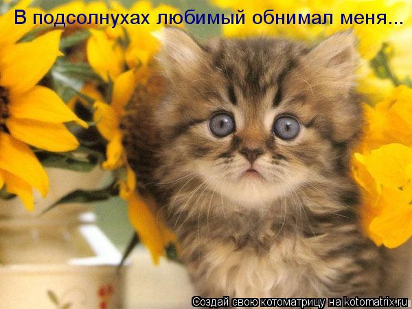 Котоматрица: В подсолнухах любимый обнимал меня...