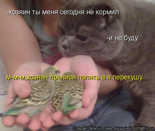 Котоматрица: -хозяин ты меня сегодня не кормил -и не буду м-м-м,хозяин прениси попить а я перекушу