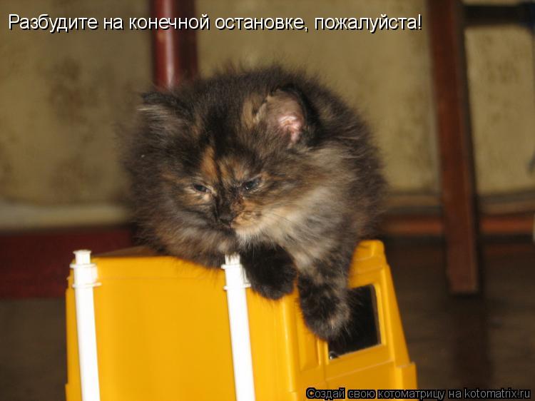 Котоматрица: Разбудите на конечной остановке, пожалуйста!