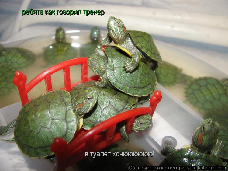 Котоматрица: ребята как говорил тренер  в туалет хочюююююю!